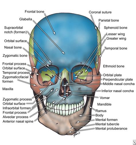 Principles of Human Anatomy and Physiology: CHAPTER 7: Anatomy of Bones and Joints | Human ...