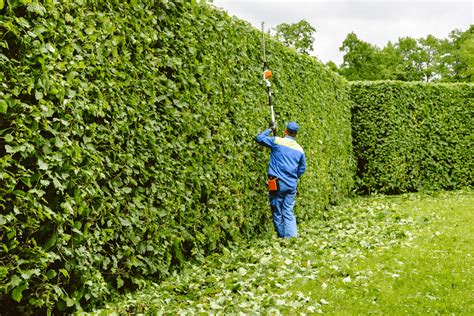 Cedar Hedge Trimming: Everything You Need To Know About It