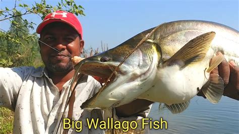 Wallago Attu Fishing Video | Big Grass Corp Fish | Fishing Video - YouTube