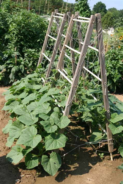 15 Easy DIY Cucumber Trellis Ideas - A Piece Of Rainbow