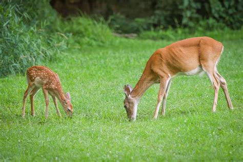 Whitetail Doe With Fawn stock image. Image of animal, outdoors - 2889557