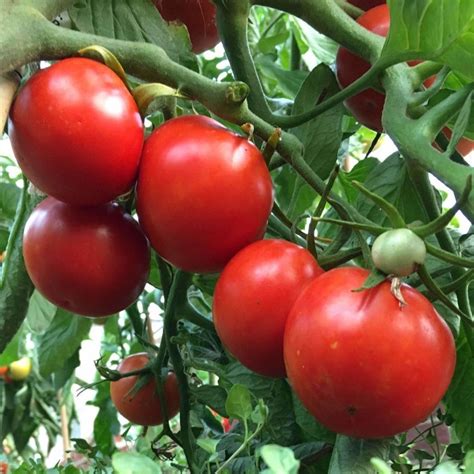 Seeds for Siberian Tomato | Solanum lycopersicum | Amkha Seed