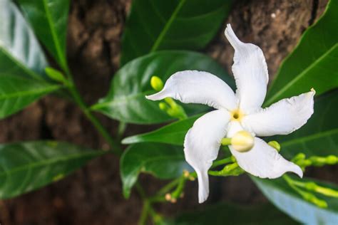 Sampaguita Flower Meaning - Flower Meaning