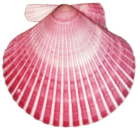 Dark pink seashell by jeanicebartzen27 on DeviantArt