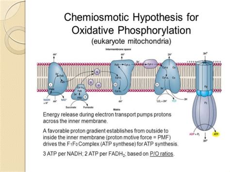 Oxidative phosphorylation