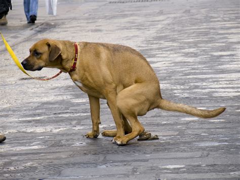 Dogs do Their Poo in Line With the Earth’s Magnetic Field - Guardian Liberty Voice