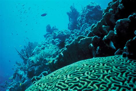 File:Coral Reef.jpg - Wikipedia