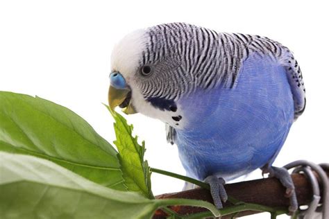 Blue Parakeets: A Complete Guide Before You Get One - Embora Pets