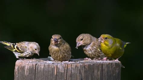 49min Break from Clutter & Chaos with Soothing Bird Sounds🕊️ Little ...