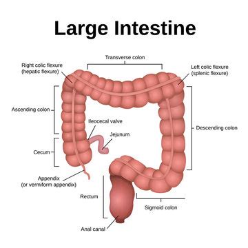 Large Intestine Diagram