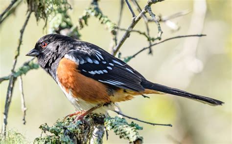 Spotted Towhee | Audubon Field Guide