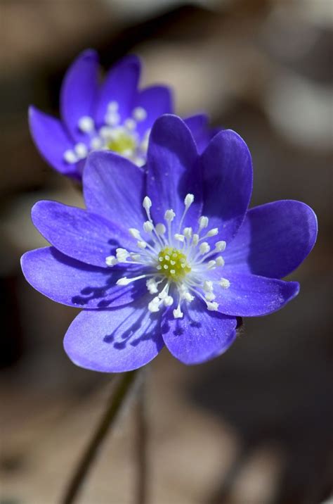 The Kentucky Nature Blog: Early Spring Wildflowers at Floracliff Nature Sanctuary