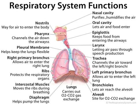 which of the following is the function of the respiratory system ...