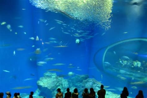 Aqua World Ibaraki Prefectural Oarai Aquarium (Oarai-machi) - 2020 All You Need to Know BEFORE ...