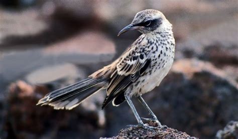 Galapagos Land Iguana - Facts, Size, Habitat & Variations