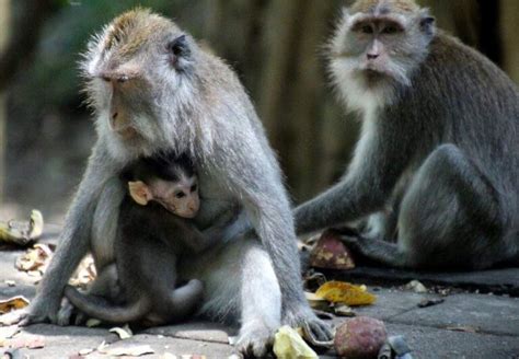 Bali Monkeys: How to See Them & Avoid Confrontation