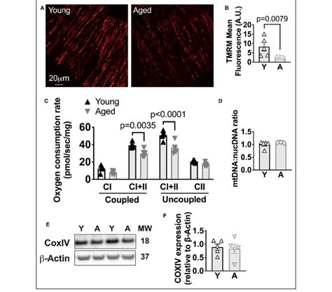 Aging impairs mitochondrial membrane potential within the cerebral... | Download Scientific Diagram