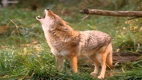 The sound of a Coyote - YouTube