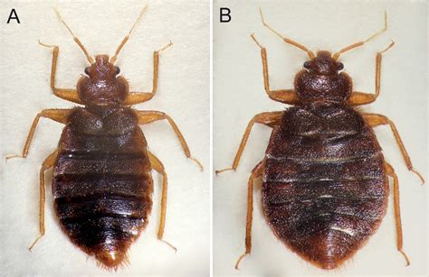 [PDF] First records of the tropical bed bug Cimex hemipterus (Heteroptera: Cimicidae) from ...