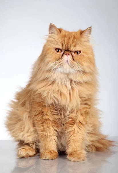 Ginger Persian cat — Stock Photo © FotoJagodka #6955588