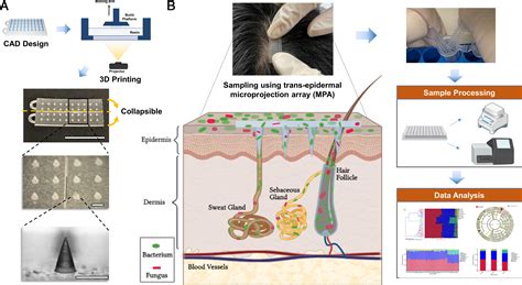 Human Skin Microbiome