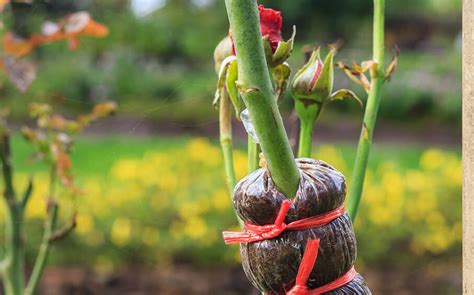 How to Propagate Roses