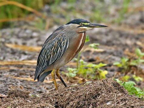 Striated Heron | NatureRules1 Wiki | Fandom