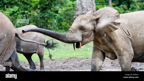 Attack of an elephant. The African Forest Elephant (Loxodonta cyclotis) is a forest dwelling ...