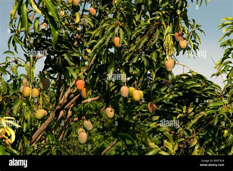 Kesar mango hi-res stock photography and images - Alamy