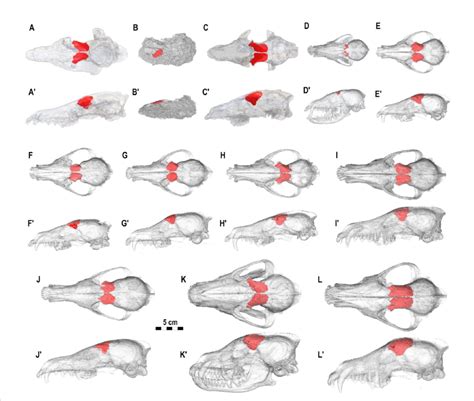 Dorsal and left lateral views of the crania of fossil and extant... | Download Scientific Diagram