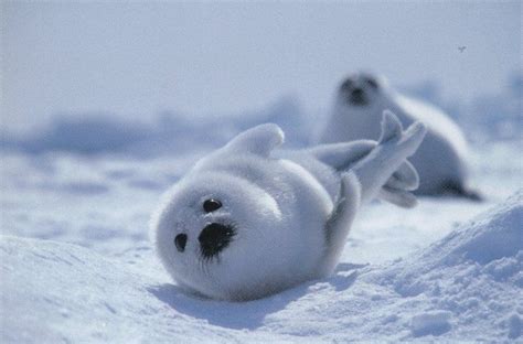 HARP SEALS ~ OTHERS | Baby seal pup, Baby harp seal, Baby seal