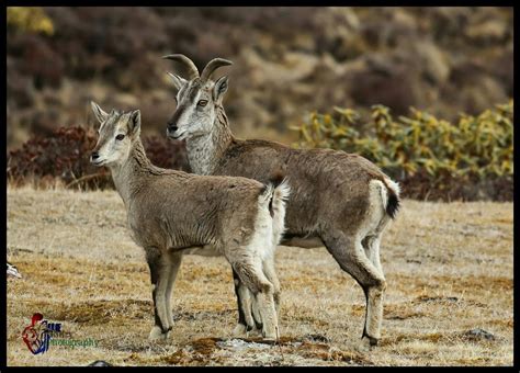 Himalayan Blue sheep | Animais da natureza, Himalaia, Animais