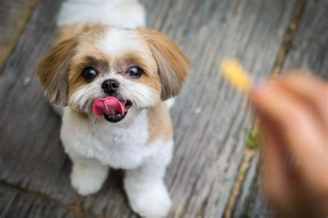 Shih Tzu Steckbrief | Charakter, Pflege & Haltung | Hypoallergene hunderasse, Shih tzu hund ...