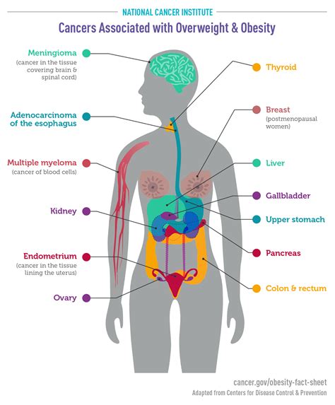 Cancers Associated with Overweight and Obesity Infographic - National Cancer Institute