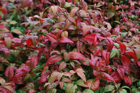 Nandina Firepower Companion Plants