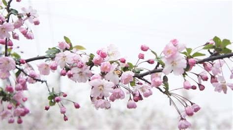 50+ รูปภาพ Cherry Blossom - คอลเลกชันภาพดอกซากุระญี่ปุ่นที่สวยที่สุด ...