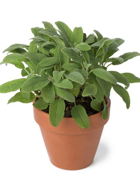 Sage In Containers: Can Sage Be Grown Indoors?