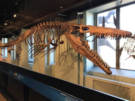 Prehistoric Beast of the Week: Tylosaurus: Beast of the Week