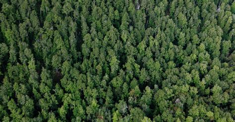 Aerial View of a Green Forest · Free Stock Photo