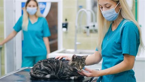 Nocardiosis In Cats: Symptoms, Causes, & Treatments - CatTime