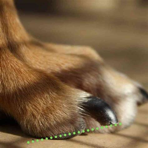 Should You Trim Dogs' Nails? Here's how to tell | Walkerville Vet