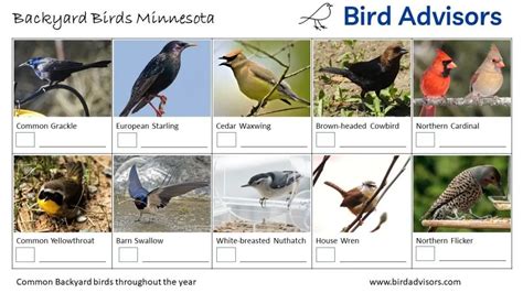 Top 31 Backyard Birds In Minnesota (Free ID Chart)