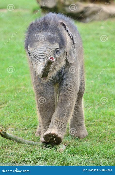 Indian Baby Elephant Wallpaper