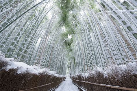 Snow-Covered Bamboo | National Geographic Your Shot Photo of the Day