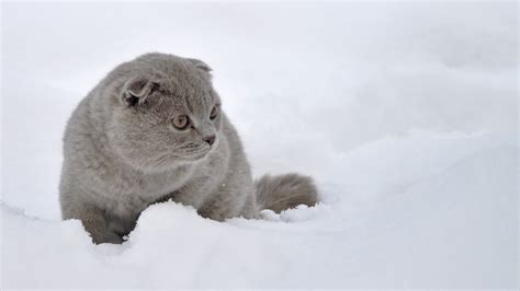 Scottish Fold cat in the snow wallpapers and images - wallpapers ...