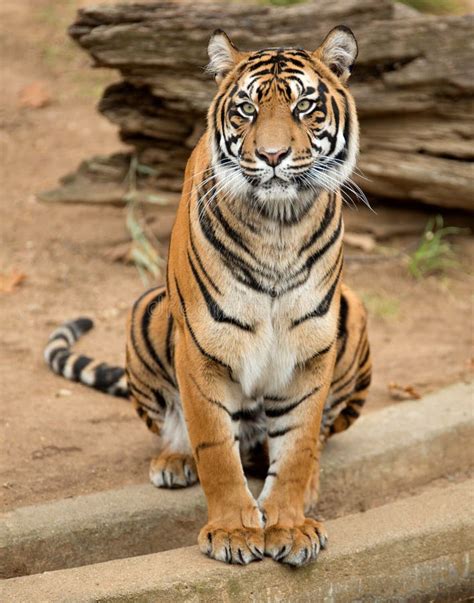 Tiger Female – Telegraph