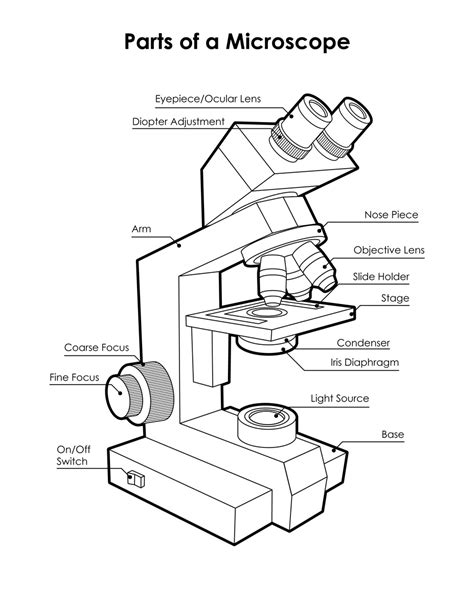 Microscope Diagram Labeled, Unlabeled and Blank | Parts of a Microscope