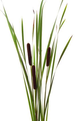 Cattail, Cattails, Cattails in Flower Arrangement