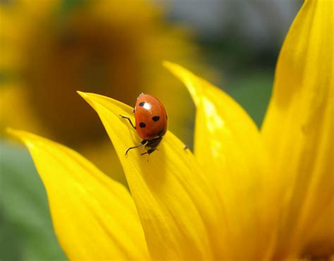 ladybug on sunflower3 by reenaj on DeviantArt