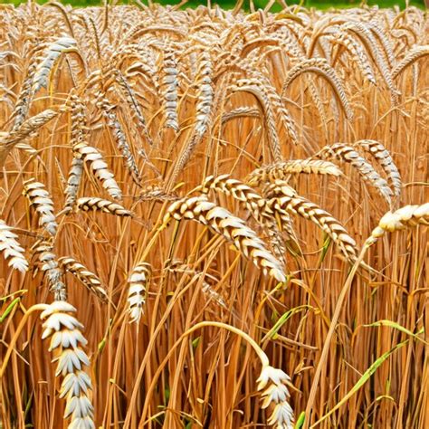 Premium Photo | Wheat harvest